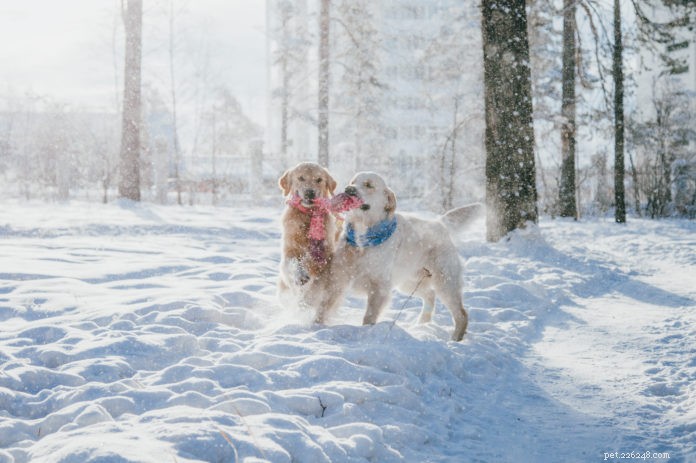 Organize Your Dog’s First Playdate: Expert Tips for Safe, Fun Socialization