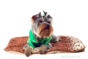 How to Choose the Perfect Dog Bed: Expert Tips for Comfort & Longevity