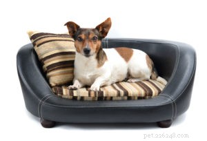 How to Choose the Perfect Dog Bed: Expert Tips for Comfort & Longevity