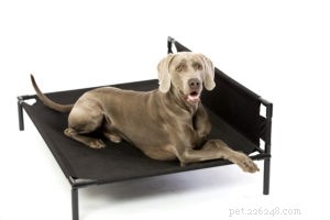 How to Choose the Perfect Dog Bed: Expert Tips for Comfort & Longevity