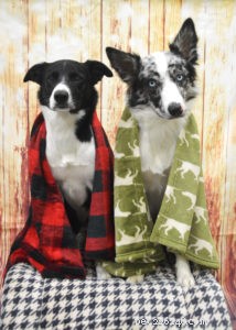How to Choose the Perfect Dog Bed: Expert Tips for Comfort & Longevity