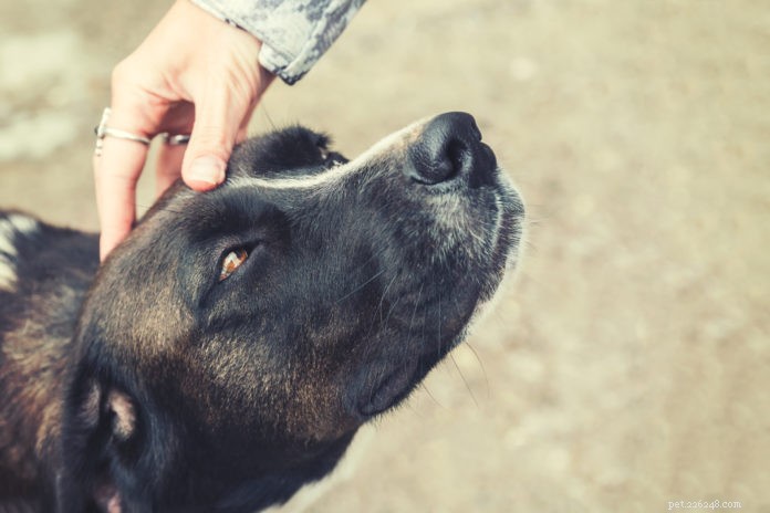 CranioSacral Therapy for Dogs: Restore Balance & Prevent Injuries