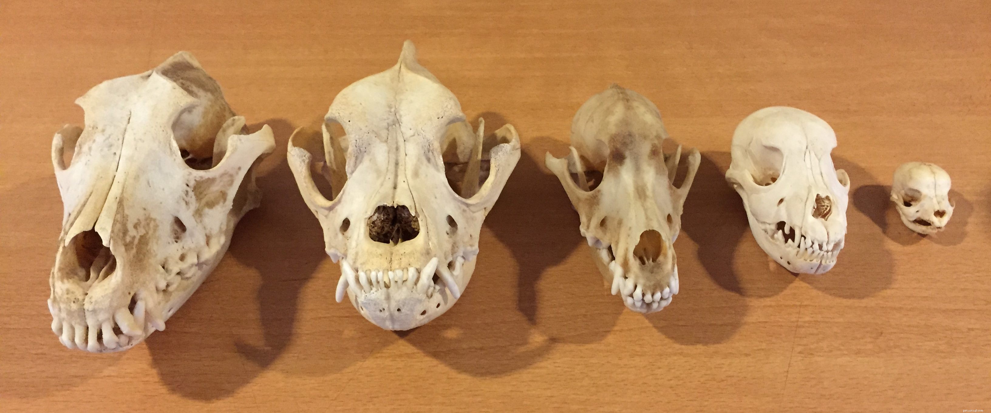 CranioSacral Therapy for Dogs: Restore Balance & Prevent Injuries