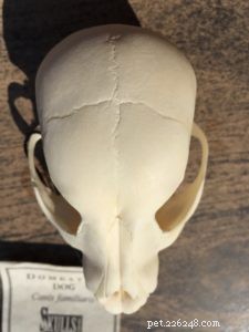 CranioSacral Therapy for Dogs: Restore Balance & Prevent Injuries