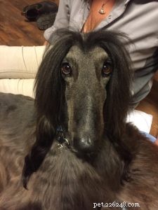 CranioSacral Therapy for Dogs: Restore Balance & Prevent Injuries