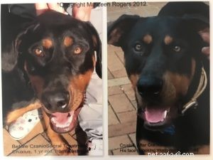 CranioSacral Therapy for Dogs: Restore Balance & Prevent Injuries