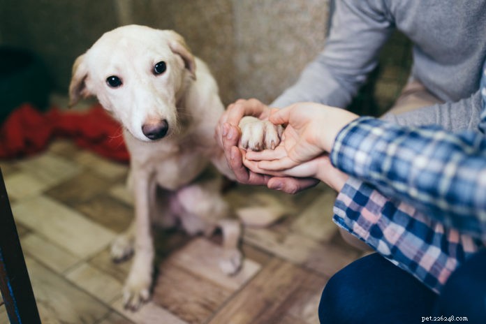 From Trauma to Triumph: The Rehabilitation Journey of Rescue Dogs