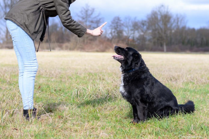 How to Keep Your Dog Well-Behaved: A Proven Guide