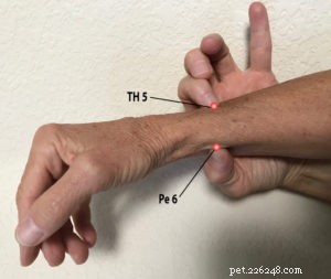 Simple Acupressure Techniques to Calm Holiday Stress for You & Your Dog