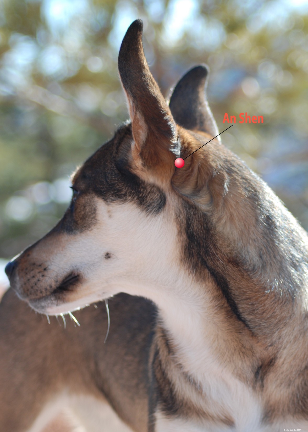 Simple Acupressure Techniques to Calm Holiday Stress for You & Your Dog
