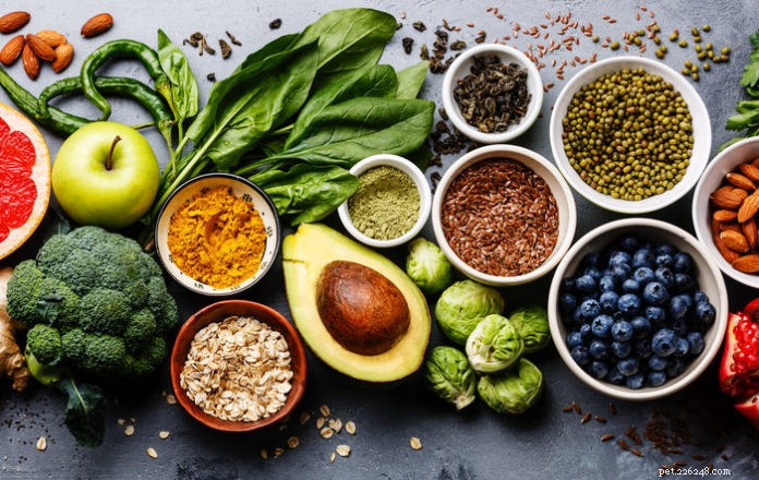 Boost Your Dog s Health with Phytonutrients: A Natural Antioxidant Boost