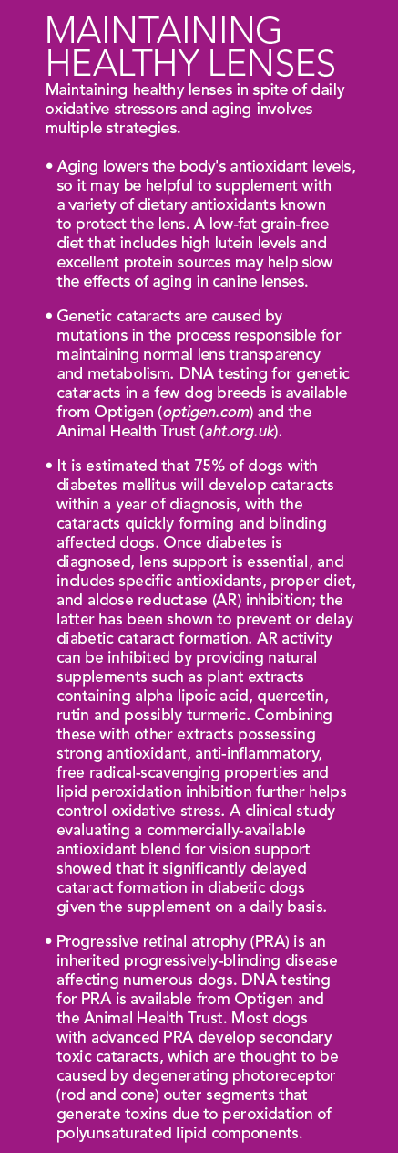 Understanding and Managing Cataracts in Dogs