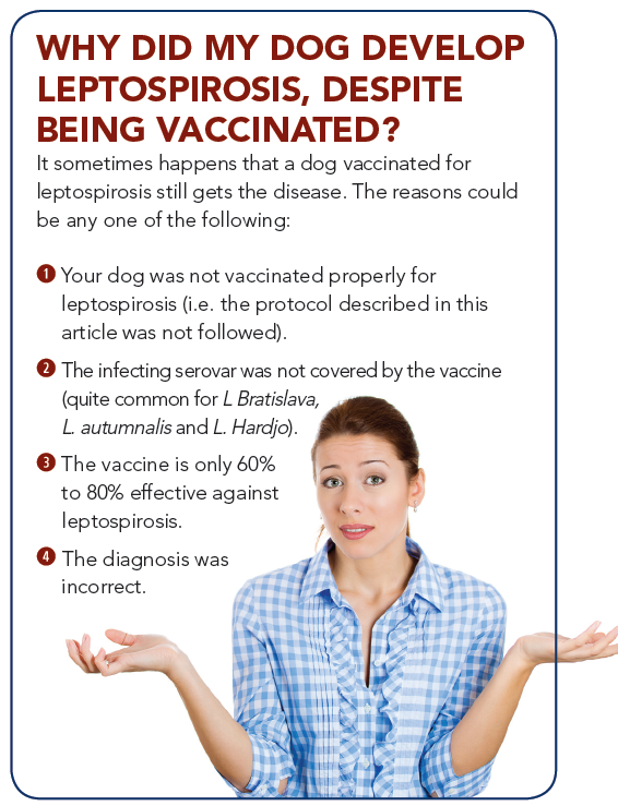 Should You Vaccinate Your Dog Against Leptospirosis? Expert Guide