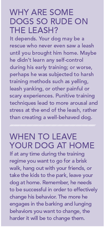 Stop Your Dog from Lunging and Barking on Walks: Proven Training Tips