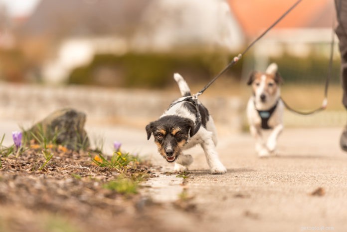 Stop Your Dog from Lunging and Barking on Walks: Proven Training Tips