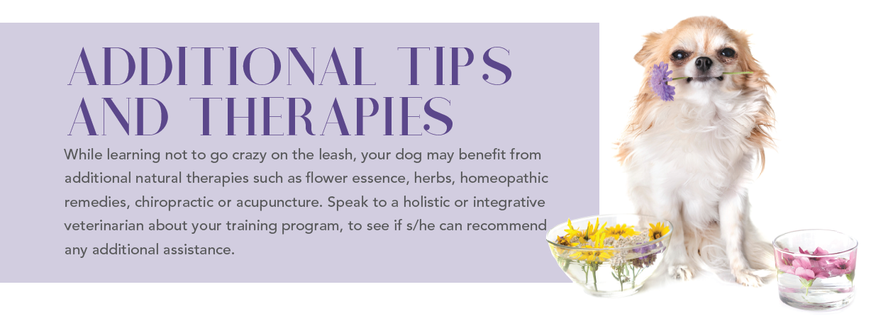 Stop Your Dog from Lunging and Barking on Walks: Proven Training Tips