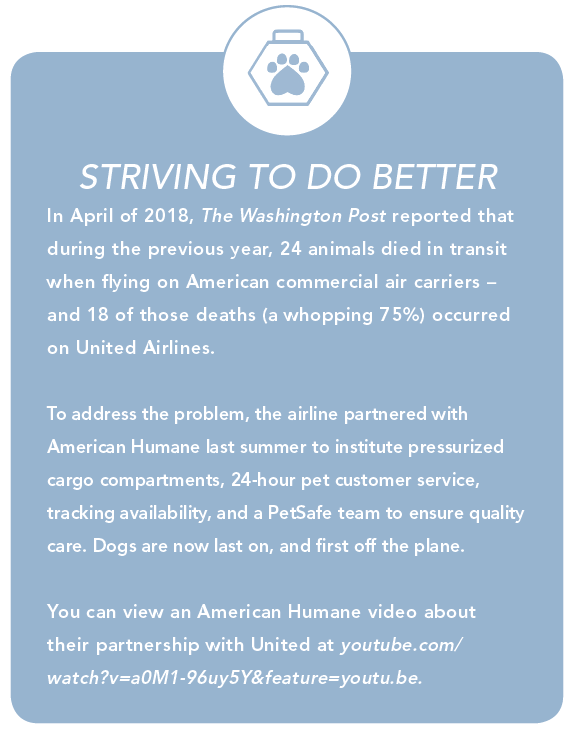 Flying with Your Dog? Expert Guide to Safe, Comfortable Air Travel