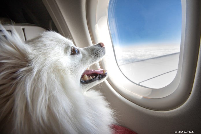 Flying with Your Dog? Expert Guide to Safe, Comfortable Air Travel