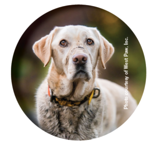 Essential Outdoor Gear Every Dog Needs for Adventure