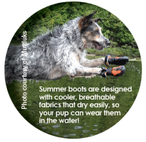 Essential Outdoor Gear Every Dog Needs for Adventure