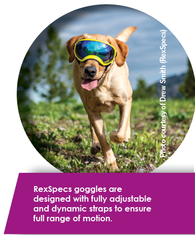 Essential Outdoor Gear Every Dog Needs for Adventure
