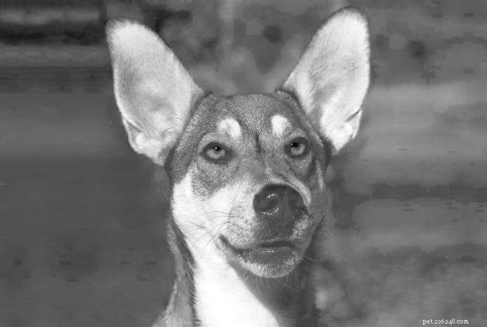 Tilley s Journey: How a Senior Dog Overcame Blindness with Integrative Care