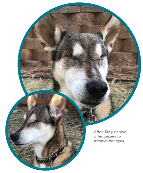 Tilley s Journey: How a Senior Dog Overcame Blindness with Integrative Care