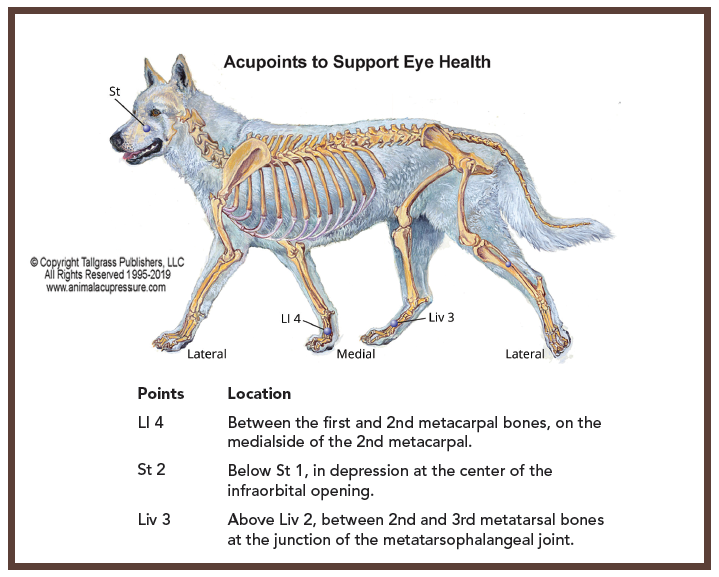 Tilley s Journey: How a Senior Dog Overcame Blindness with Integrative Care