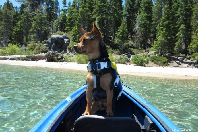 Splash into Fun: Top Water Activities for You and Your Dog