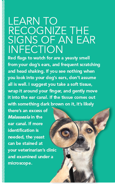 Stop Your Dog’s Recurring Ear Infections – Proven Holistic Solutions