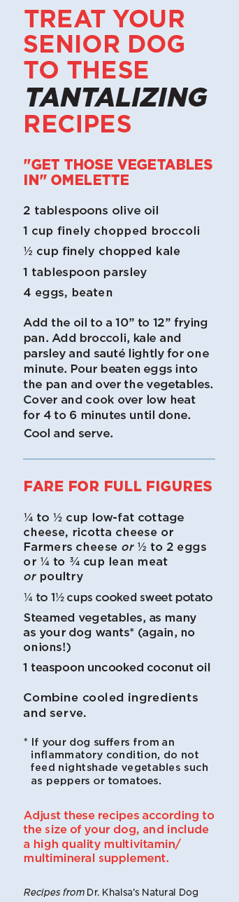 Essential Nutrition Guide for Senior Dogs: 4 Proven Tips