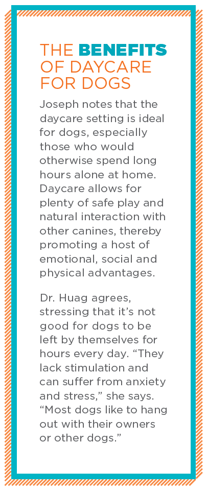 Celebrating 30 Years of Doggy Daycare: Evolution & Benefits