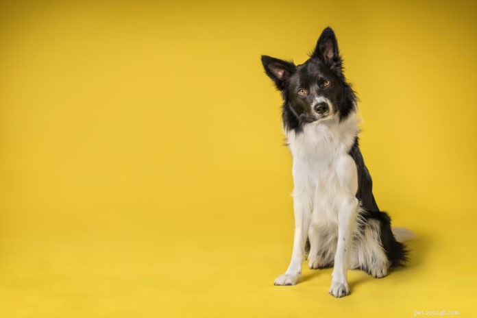 Spaying or Neutering Your Dog: The Pros, Cons, and Alternatives