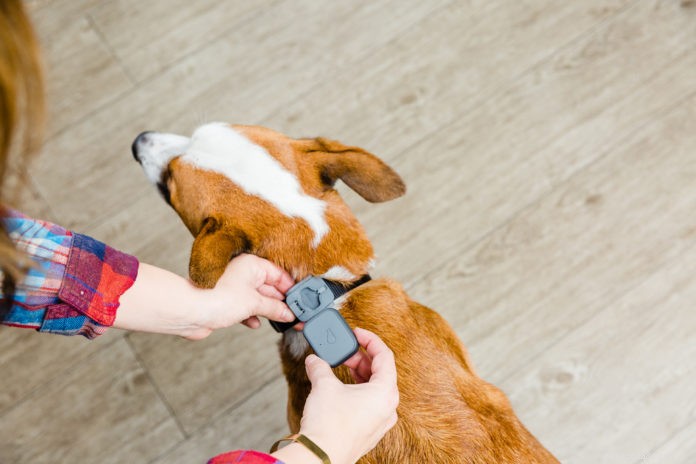 Smart Activity Trackers for Dogs: Monitor Health & Activity