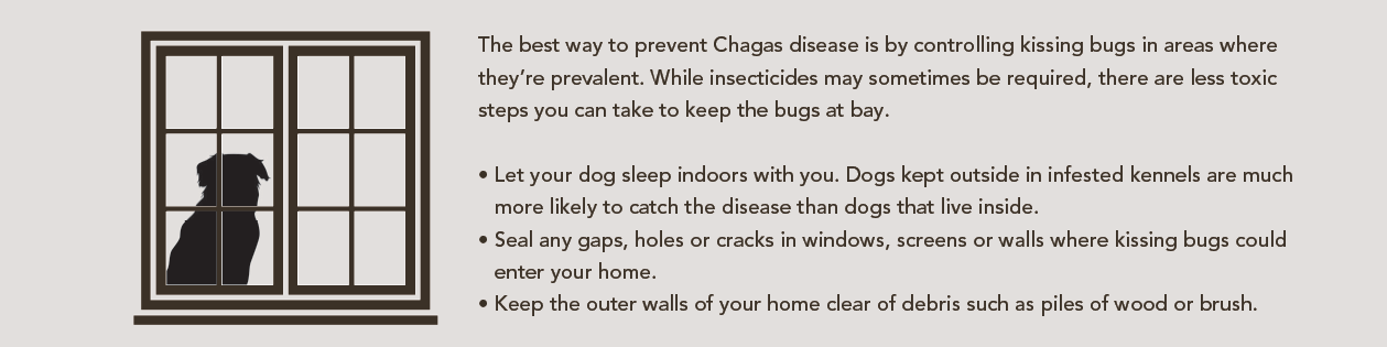 Understanding Chagas Disease: Protecting Your Dog and Family