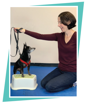Discover Dog Parkour: A Creative Canine Sport for Focused, Engaging Play