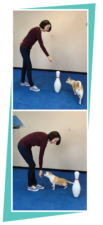 Discover Dog Parkour: A Creative Canine Sport for Focused, Engaging Play
