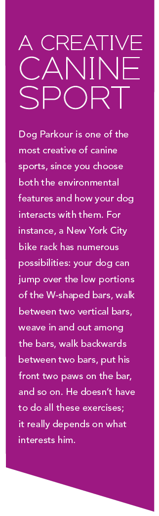 Discover Dog Parkour: A Creative Canine Sport for Focused, Engaging Play