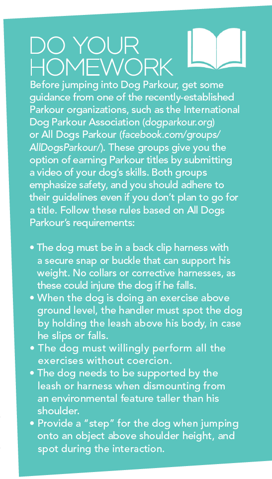 Discover Dog Parkour: A Creative Canine Sport for Focused, Engaging Play