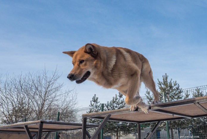 Discover Dog Parkour: A Creative Canine Sport for Focused, Engaging Play