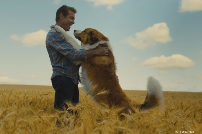 Odin Stars as Bailey in  A Dog s Journey : A Heartwarming Sequel to  A Dog s Purpose 