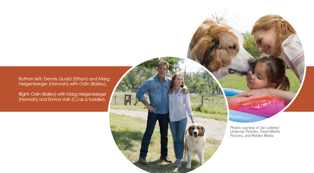 Odin Stars as Bailey in  A Dog s Journey : A Heartwarming Sequel to  A Dog s Purpose 