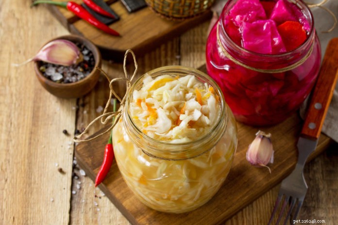 Boost Your Pet’s Gut Health with Fermented Foods