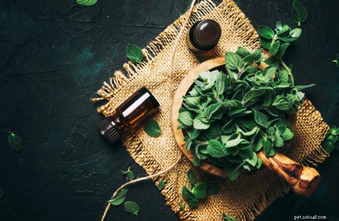 Using Oregano Oil Safely in Dogs: Benefits, Uses, and Precautions