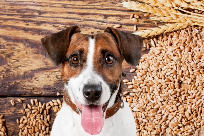 Grain‑Free Dog Foods and Heart Health: What the Science Says