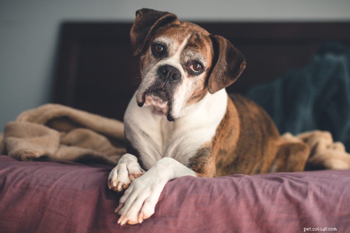 Proven Tips to Train Your Senior Dog Successfully
