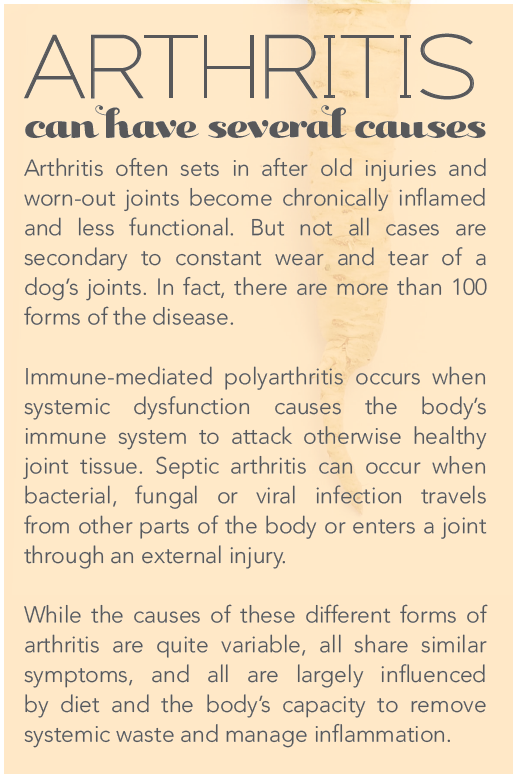 Top 5 Herbal Remedies for Managing Your Dog s Arthritis