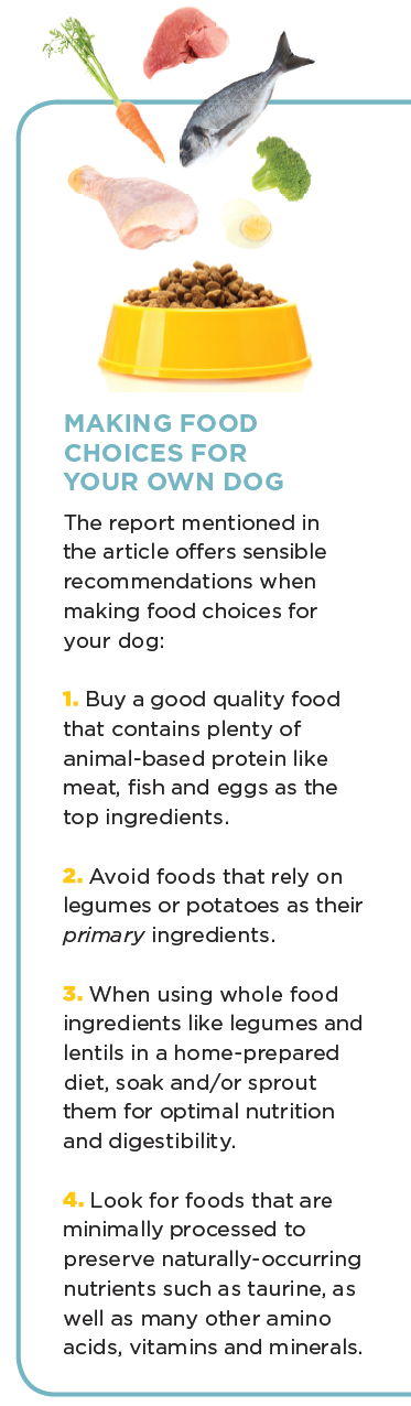 Grain‑Free Dog Foods and Heart Health: What the Science Says