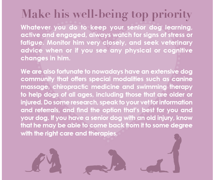 Proven Tips to Train Your Senior Dog Successfully