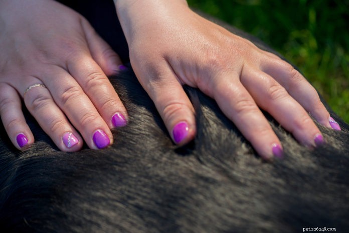 Bowen Therapy for Dogs: Pain Relief, Recovery & Wellness